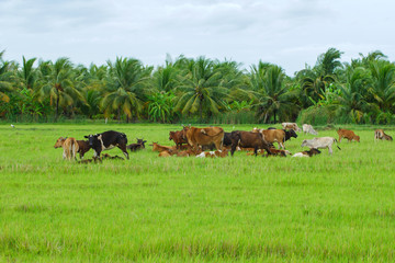 Naklejka na ściany i meble Cows grazing in green meadow. Cows in beautiful rice fields in summer