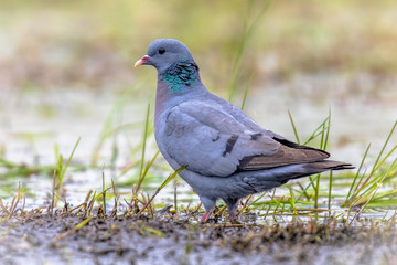 Stock dove foraging in green grass