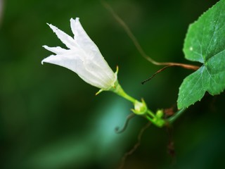 Close-up white flowers with green background 