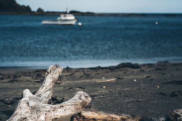 Dead wood on the beach; Dead tree on the beach
