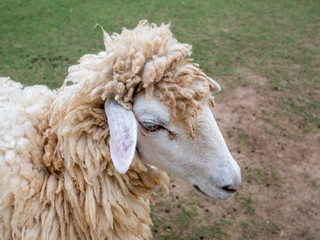 Sheep close up portrait white and brown of cute friendly feeding in farm chewing glass. Sheep at farm