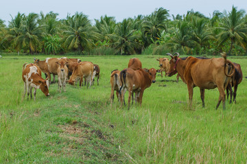 Fototapeta na wymiar Cows grazing in green meadow. Cows in beautiful rice fields in summer