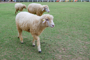 Sheep close up portrait white and brown of cute friendly feeding in farm chewing glass. Sheep at farm