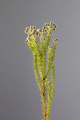 Native flower, Berzelia Strawberry isolated on textured background.