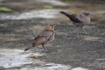 Bird