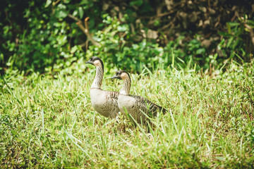 A pair of Hawaiian goose called, Nene, through the Hawaiian Islands. The official bird of the state. They are exclusively found in the wild on the islands of Oahu, Maui, Kauaʻ,  and Molokai. - 289611604