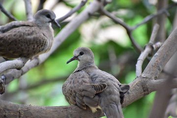 Love Birds