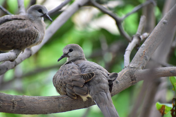 Love Birds