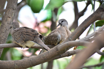Love Birds