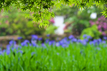 雨に濡れた桜の葉と菖蒲