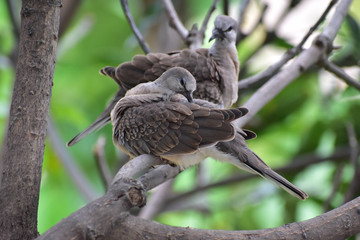 Love Birds