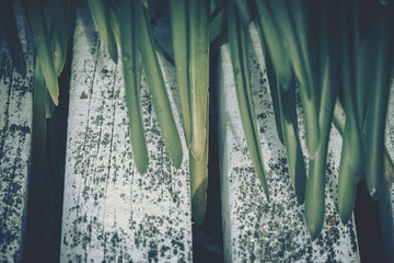 plant on wooden fence in vintage style