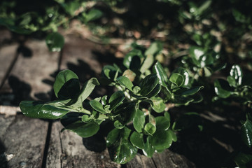 Ivy plant on wooden fence in vintage style