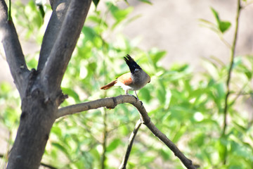 Bird