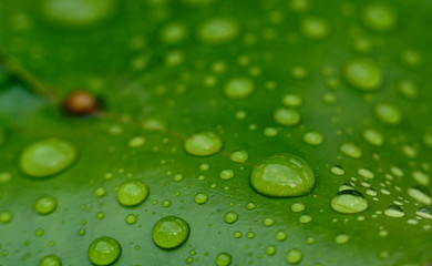 sphere water droplet on the lotus leaf