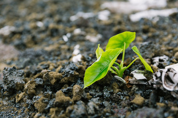 Young taro plant seedling emerges from fresh basalt lava flow rubble