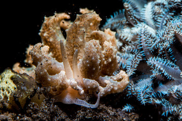 Phyllodesmium crypticum nudibranch