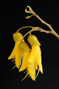 Yellow Kowhai blooms native to New Zealand