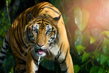 Fototapeta premium Photos of tiger naturally.