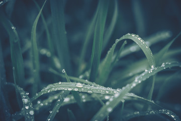 Green leaf with water drop for background texture