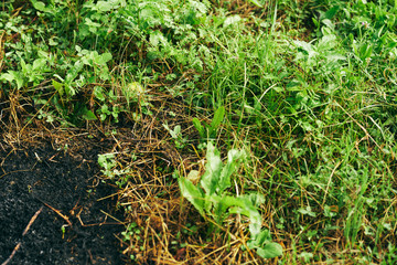 green grass in the garden