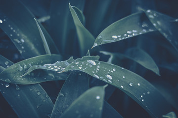 Green leaf with water drop for background texture