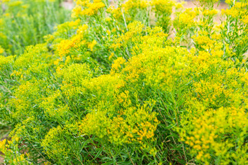 River trail at Green River Camground in Dinosaur National Monument Park with green plants and yellow Chaffbush flowers on bush