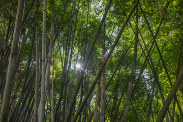 Obraz na płótnie Canvas Summer outdoor lush bamboo forest back light closeup