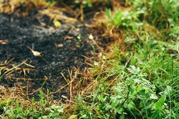 green grass with morning dew