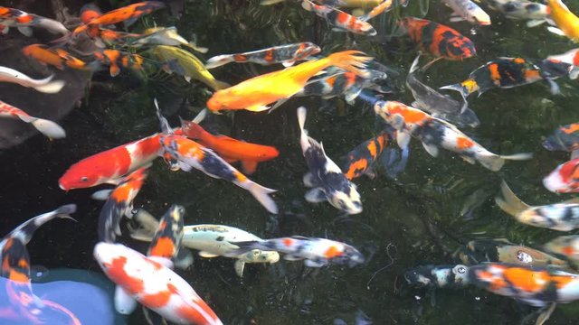 Colorful of Koi fish or carp fish are swimming in the pond garden