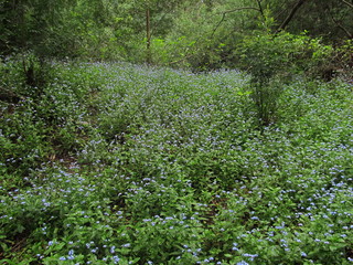 vegetation in Federico Albert Park