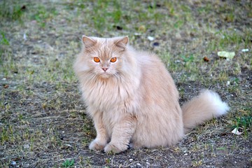 Naklejka na ściany i meble Fluffy cat pale pink shade with orange eyes