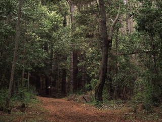 footpath of Federico Albert's natural reserve park in Chili.