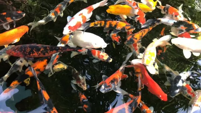 Colorful of Koi fish or carp fish are swimming in the pond garden. Super Slow Motion 240 fps