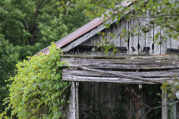 Close up of old wooden tin roofed shack with vines and trees