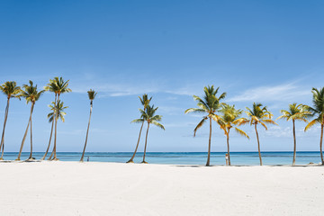 tropical beach with palm trees