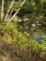stream in forest