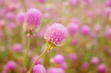 Thousand-day landscape of red flowers