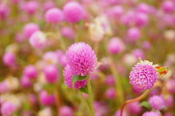 Thousand-day landscape of red flowers
