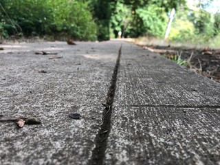 road in forest