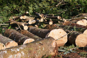 Logs of raw rubber tree.