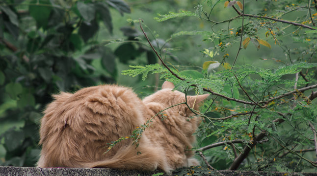 Gato persa en la naturaleza