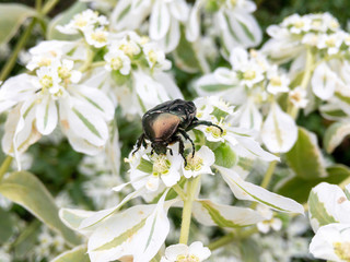 macro shot of the chafer insect on the white flowers