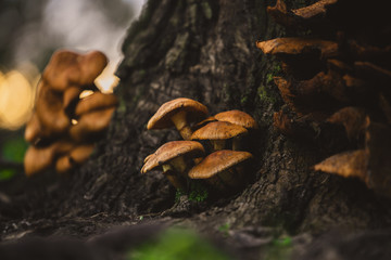 Mushrooms at the base of a Tree