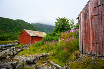 Fototapeta na wymiar Red cottage with summer flower fields by the sea Is home to fishermen in the Lofoten Islands in northern Norway.