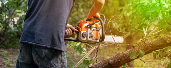 lumberjack  with a chainsaw cutting wood trees in action