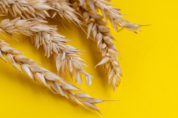 top macro view of wheat ears on a yellow surface