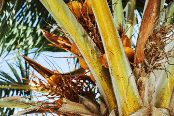 closeup of palm tree