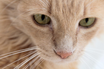 Cara de gato. Closeup. 