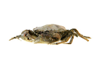 crab isolated on white background